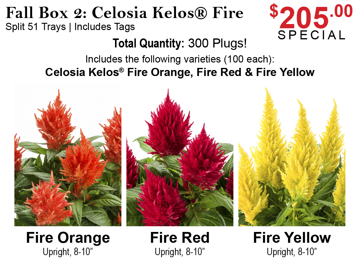 Fall Box: Celosia Kelos Fire - Fall Boxes
